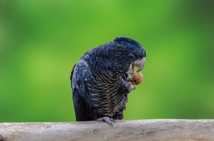A close up portrait of a tropical bird eating a nut
