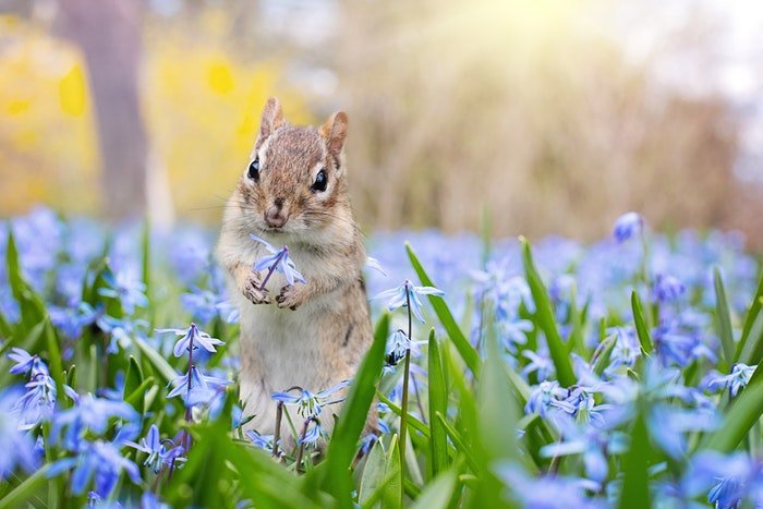A squirrel among blue flowers 