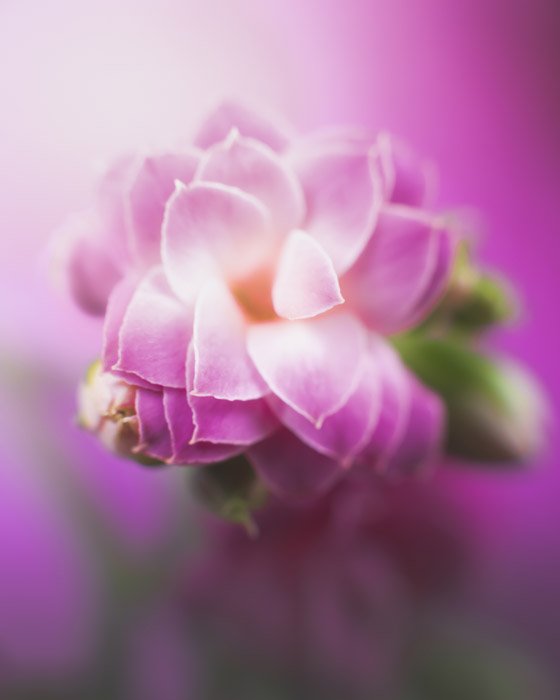 一张紫色花朵的微距照片