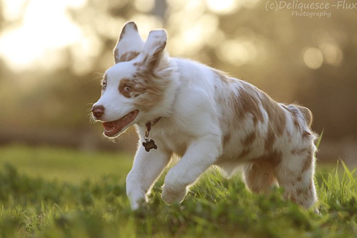 Cute pet portrait of a dog running on grass