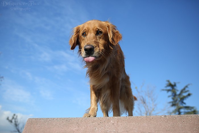 Cute pet portrait of a brown dog standing on a wall