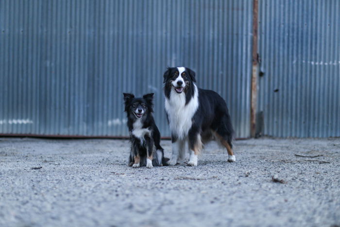 Pet portrait of two dogs standing outside an industrial type building