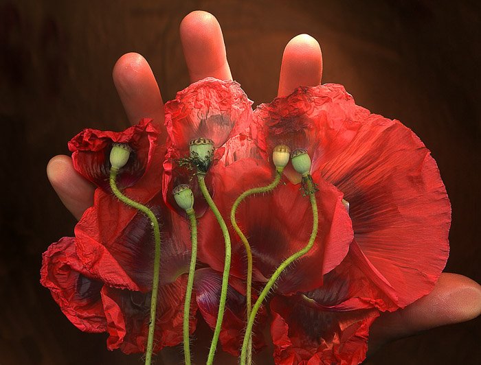 An atmosopheric scanography arrangement of red poppies and a persons hand 