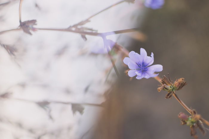 a close up of lilac flowers with dreamy prism photography effect