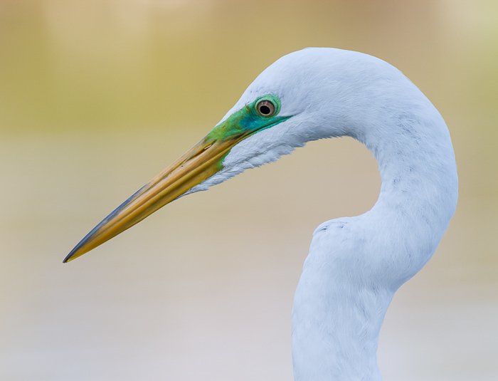 A close up w\wildlife portrait of a great egret