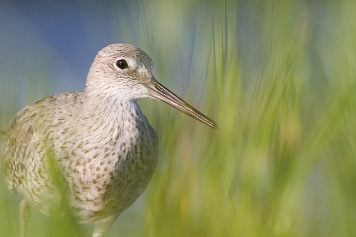 A close up of a willet shorebird walking through grass 