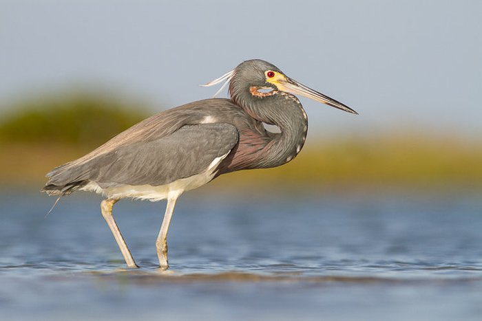 A close up bird photography shot of a tricolored heron wading in shallow water