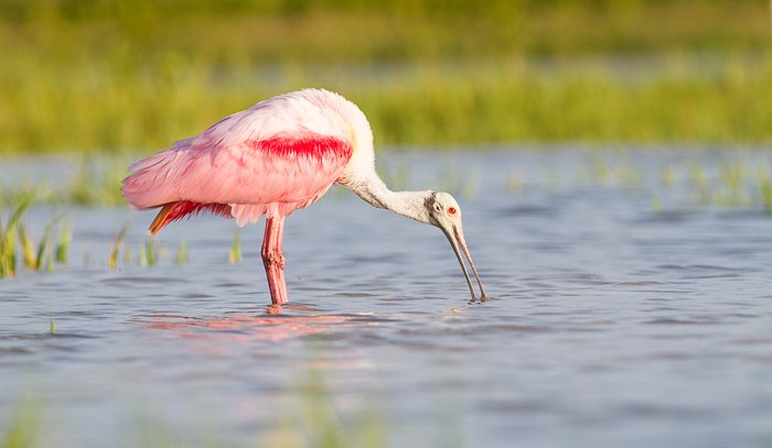 A roseate spoonbill wading in water 