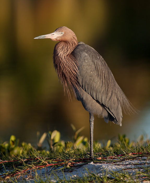 Approaching Animal Photography   Stealth  Seeking  Waiting - 33