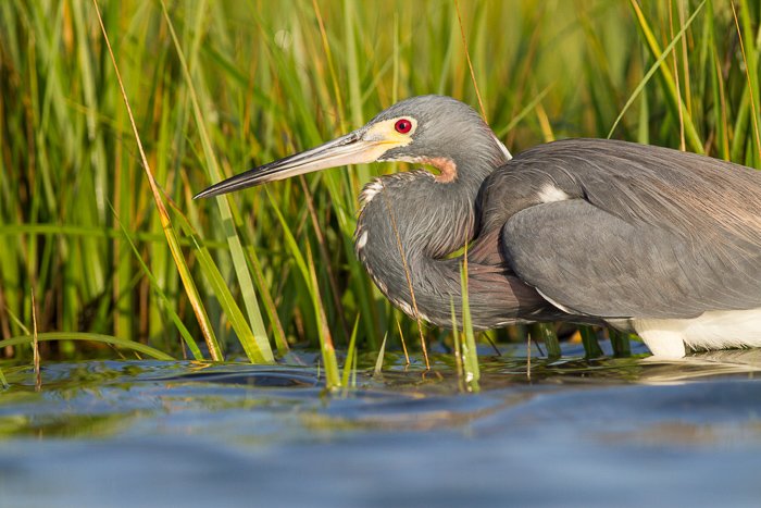A tricolored heron demonstrates the art of stalking