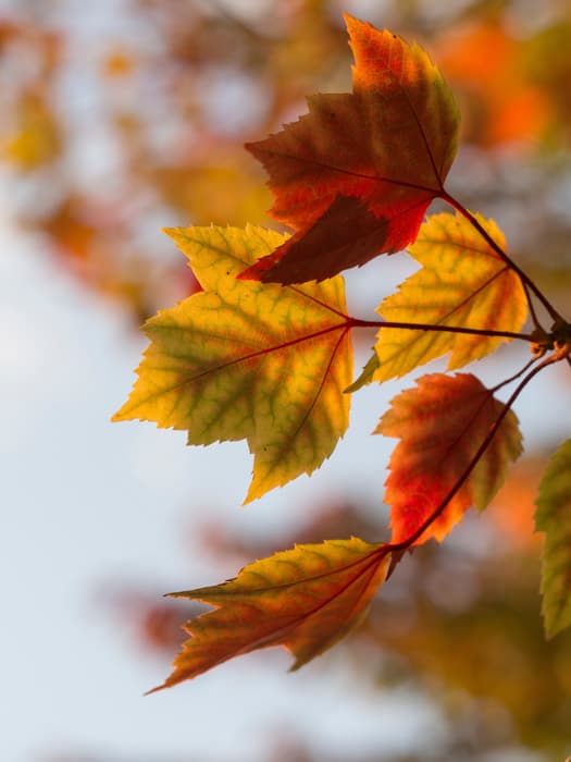 Macro photo of autumn leaves with bokeh effect background