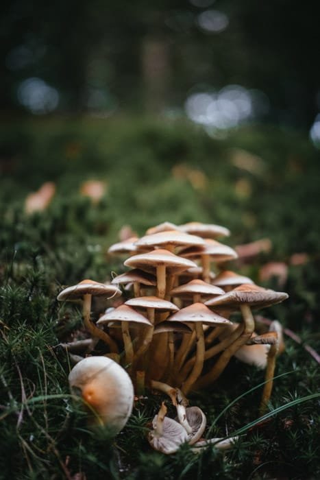 Macro photo of mushrooms on grass with good bokeh photography background