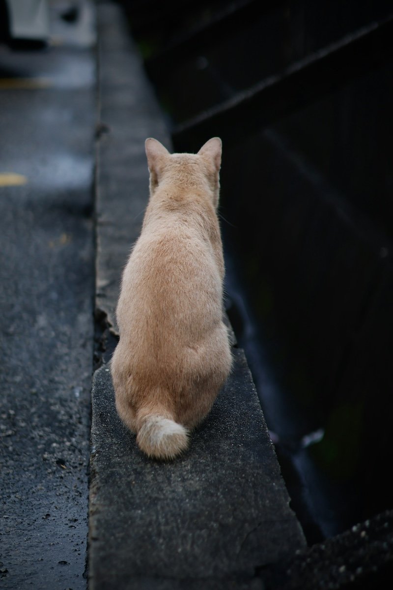 Pet photography perspective of a cat from behind