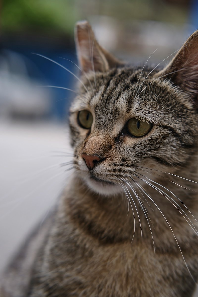 Pet photography perspective close-up of a cat with a shallow depth of field