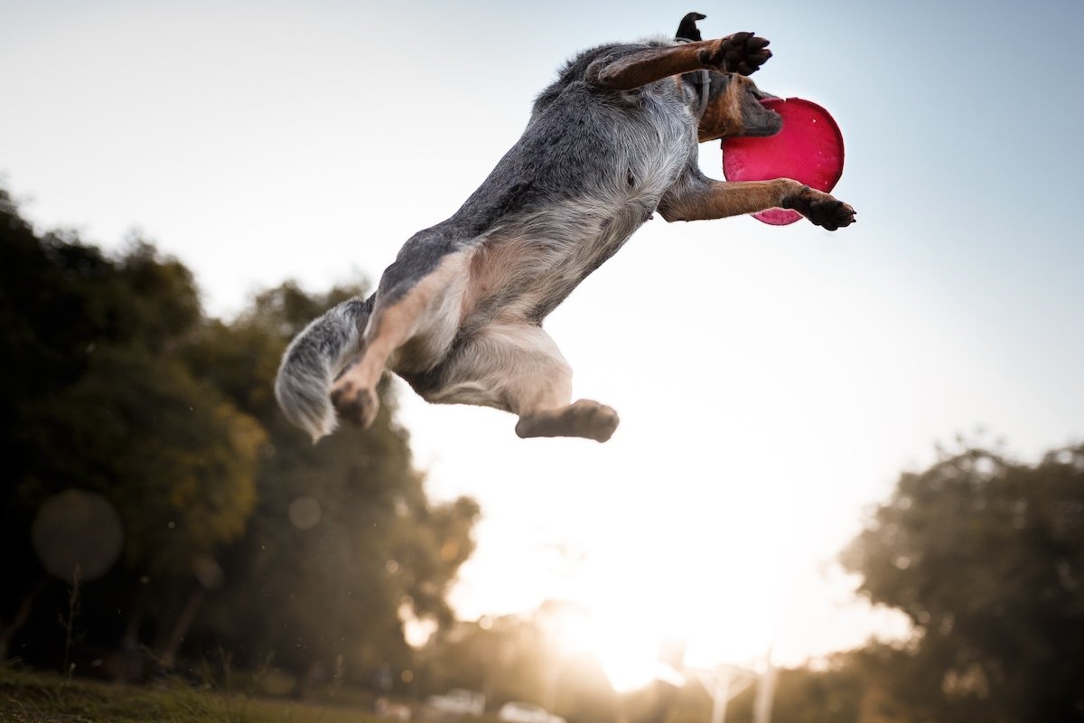 Dog perspective from below of an Australian cattle dog catching a frisbee in mid-flight