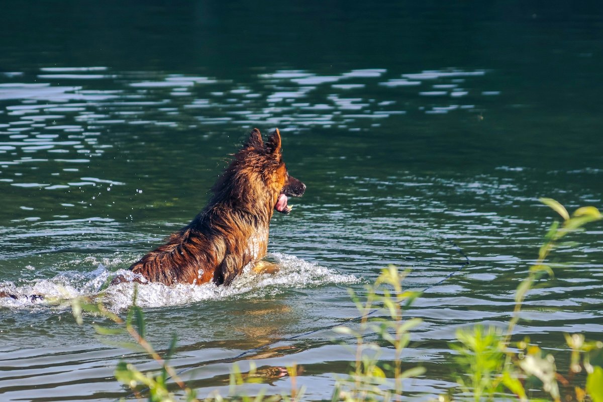 Dog perspective of a German Shepard swimming in a river with a ball in its mouth