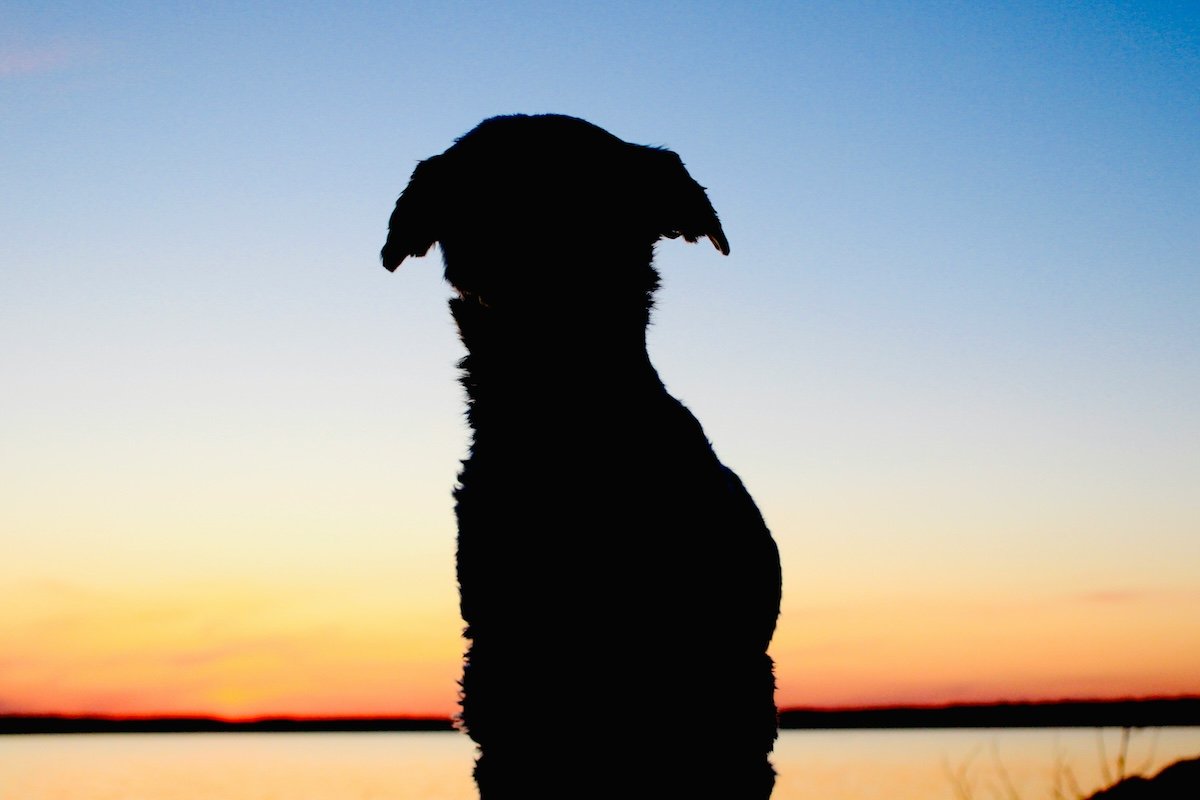 Silhouetted dog perspective of one looking out over water at sunset