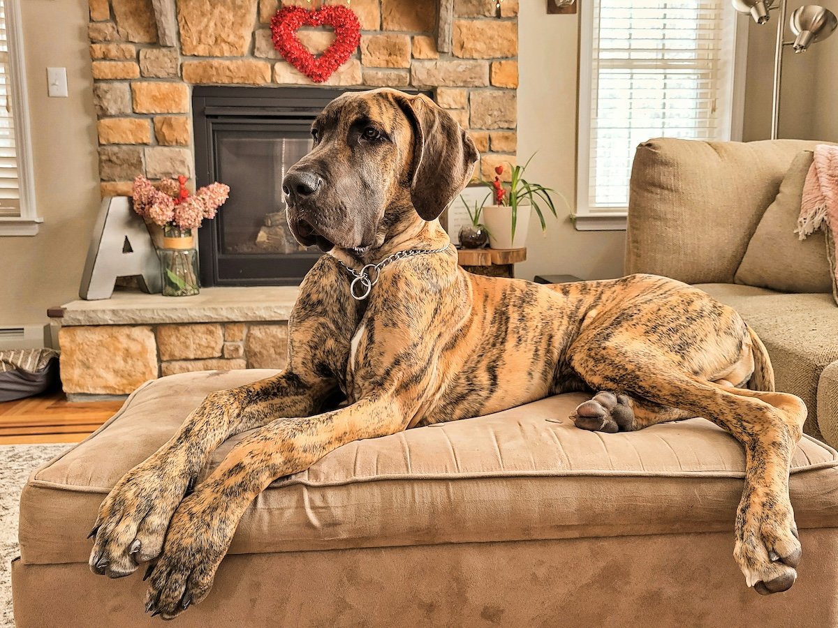 Wide-angle dog perspective of a Great Dane sitting on furniture