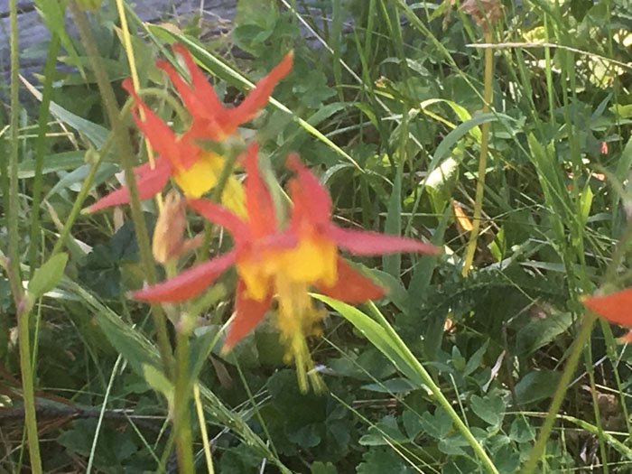 Two orange and red flowers in grass taken with an iphone camera