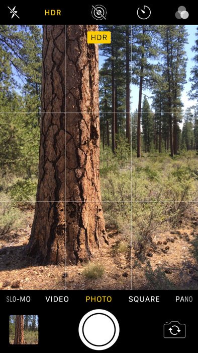 用iphone相机拍摄树摄影的屏幕截图