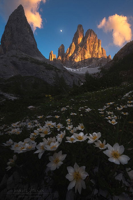 Beautiful landscape shot with flowers in the foreground and a craggy mountain in the background