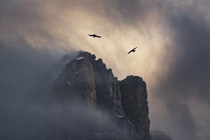 Two Alpine choughs caught twirling in the mists above Lagazuoi in the Dolomites.