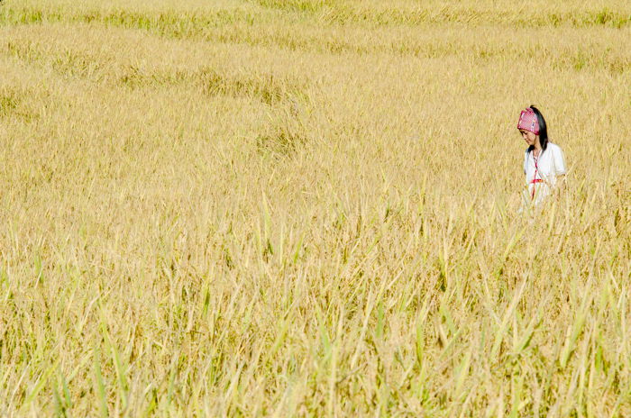 A woman in a traditional headdress walking in a yellow field