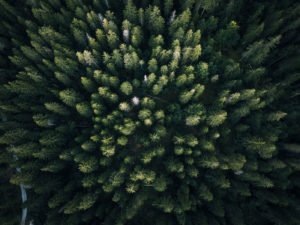 trees pre-flight checklist for safe drone photography