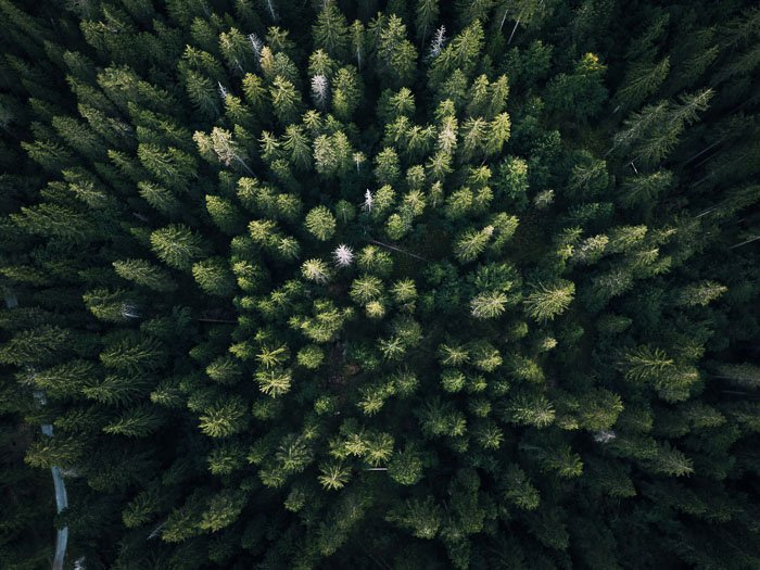 Aerial shot of a forest of green trees