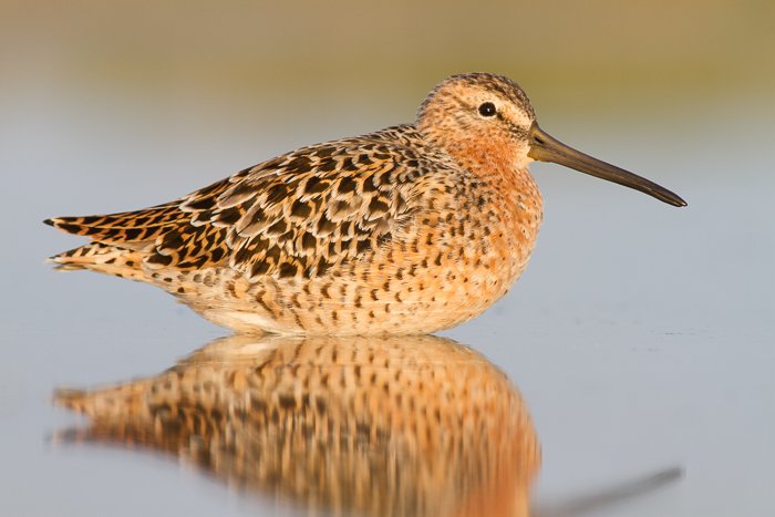 A wildlife portrait of a Dowitcher resting on a lake during golden hour