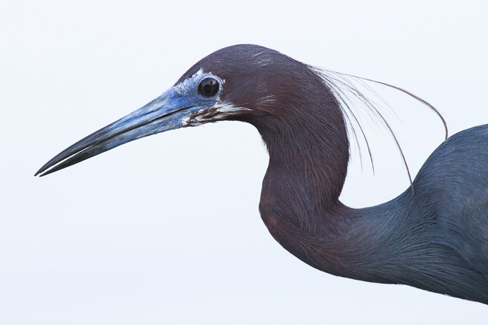 Close up shot of a Little Blue Heron - wildlife photography rules