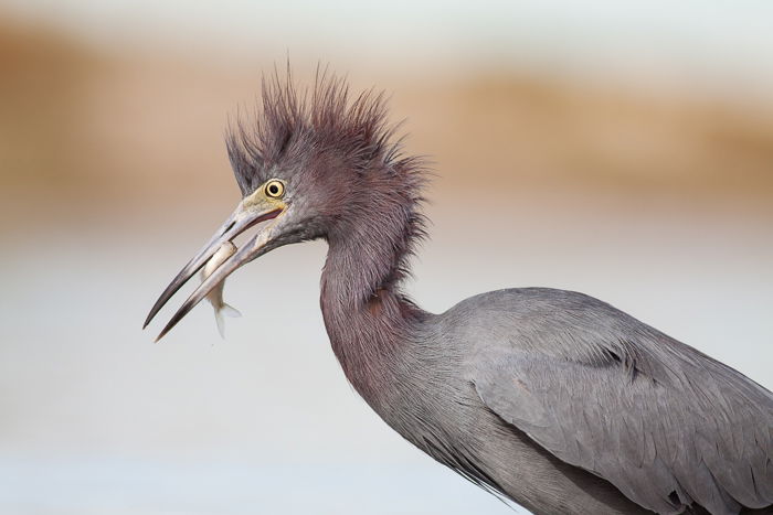 A bird photography portrait of a Little Blue Heron - wildlife photography rules