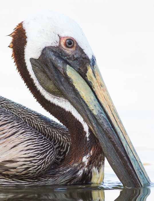 A close up portrait of a pelican in water - wildlife photography rules