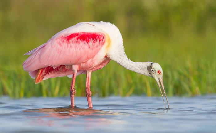 A wildlife portrait of a Roseate Spoonbill in water