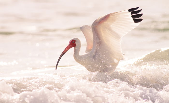 Stunning bird photography portrait of a white Ibis landing on foamy water
