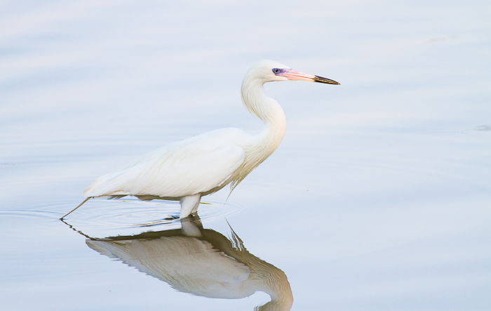 A White-Morph Reddish Egret wading in water - bird photography rules of nature