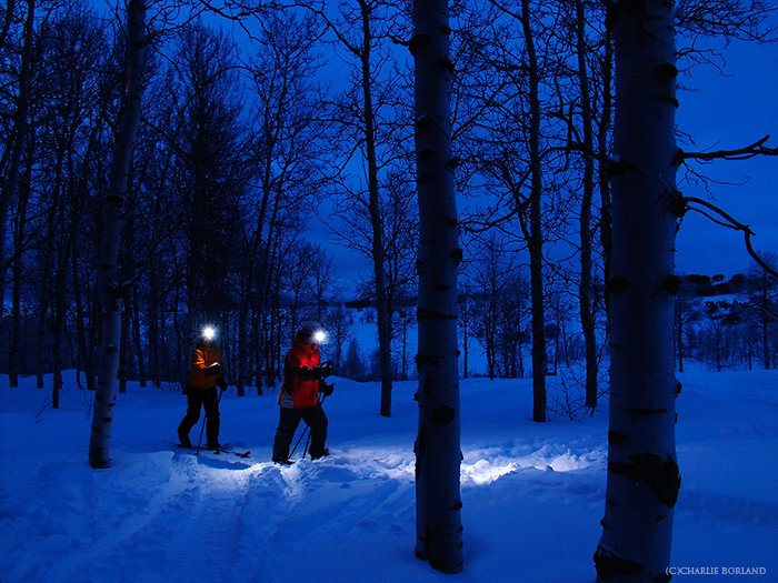 hikers with headlamps walking through the snowy forest at dusk, everything looks blue in the winter night