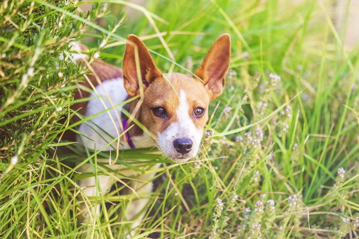 A cute white and brown dog standing in long grass 