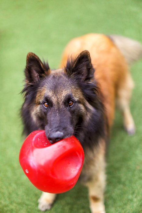 A large brown and black dog standing on grass with a red ball in his mouth - photo editing mistakes to avoid