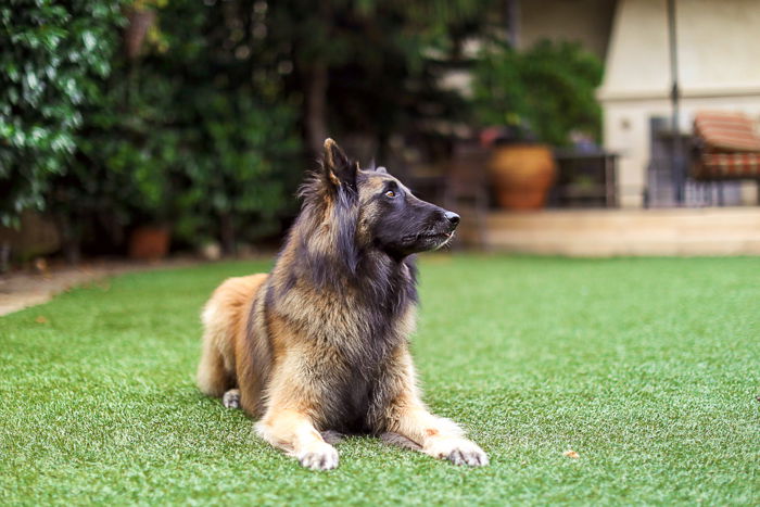 A large brown and black dog lying on grass