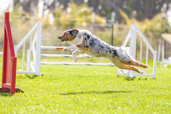A dog jumping in mid air at an agility event