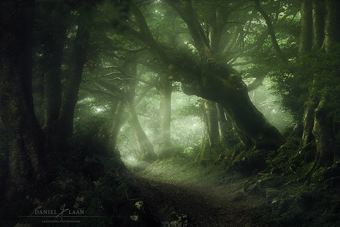 Atmospheric forest photography