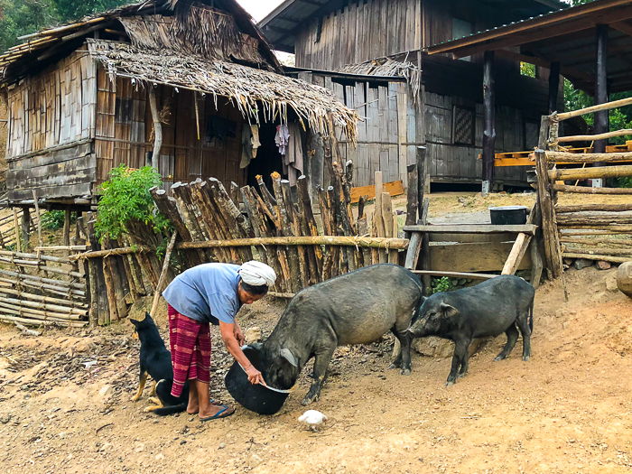 A travel image of a woman feeding pigs - photography magazine submissions