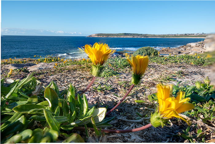 Final flower photography image, using auto focus stacking for bracketing photos