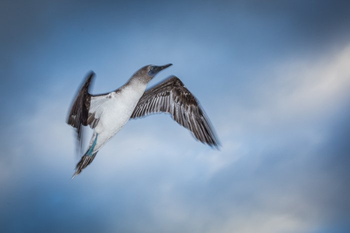 photo of bird in flight flying upwards, the clouds and blue sky behind him