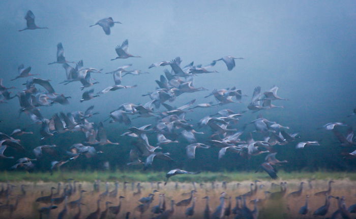 flock of birds taking flight, the grass and dim blue sky in the background