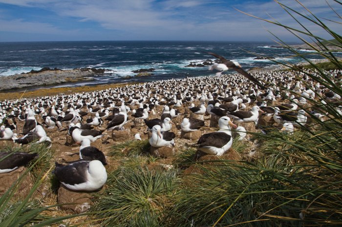 a flock of birds resting on a grassy beach with the waves crashing on the rocks in the background