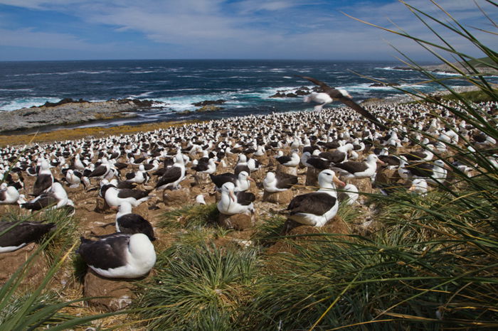 a flock of birds resting on a grassy beach with the waves crashing on the rocks in the background