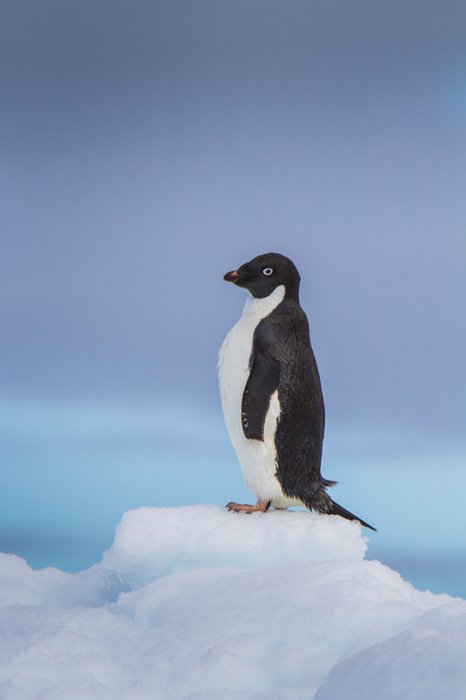 black and white penguin side view standing on a block of ice with the blue sea in the background