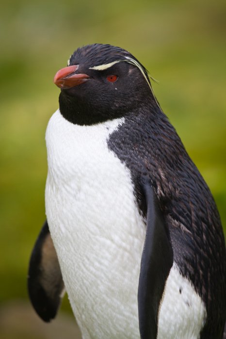 portrait of a rockhopper penguin against a blurry green background